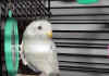 snowbird2.jpg (38171 bytes)