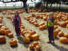 pumpkinpatch1.jpg (99537 bytes)